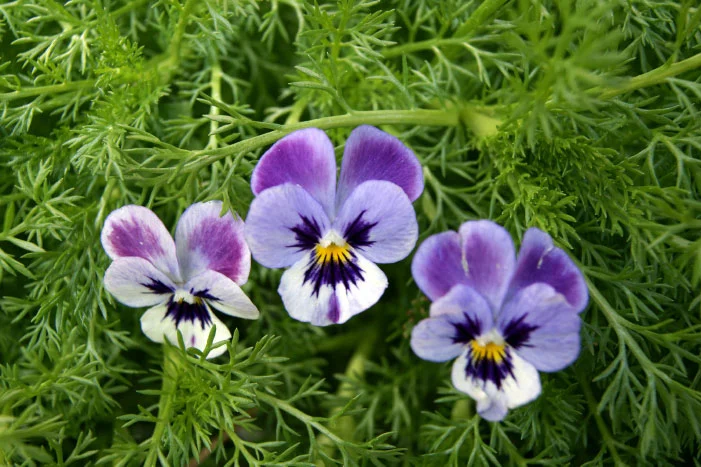 Drei lila-weiße Stiefmütterchen